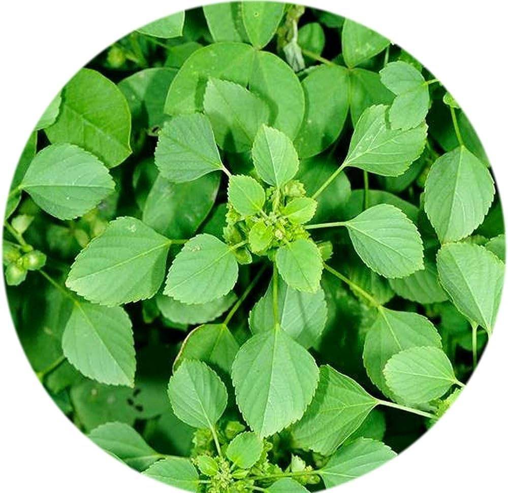 Kuppaimeni Herbal Powder 100g - BKH Organics