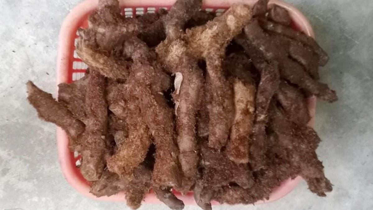 Close-up of Oakleaf Basket Fern Root, brown root vegetables on a blue background BKH Organics - Mudavatukal Kizhangu