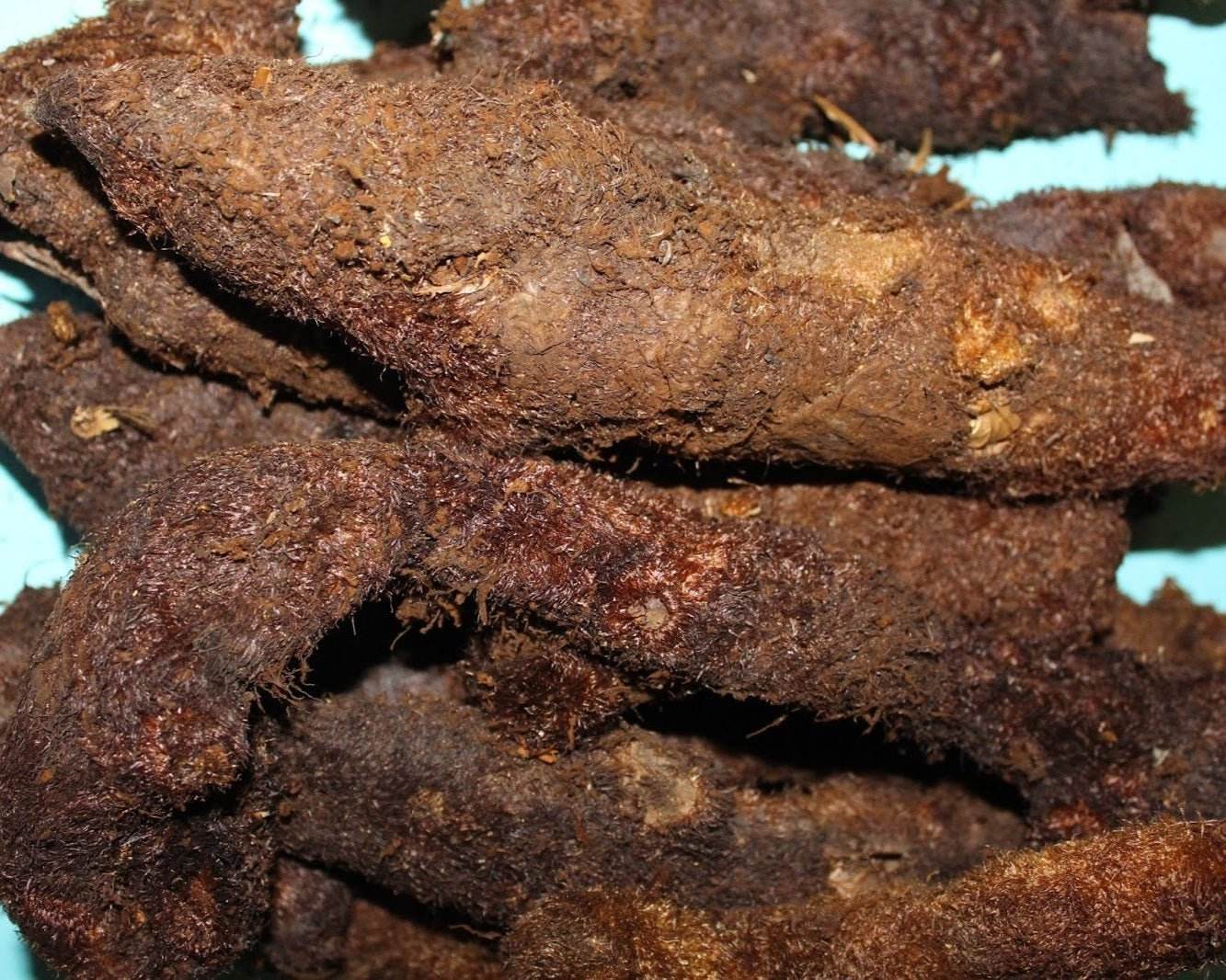 Close-up of Oakleaf Basket Fern Root, brown root vegetables on a blue background BKH Organics