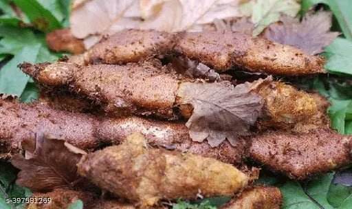 Close-up of Oakleaf Basket Fern Root, brown root vegetables on a blue background BKH Organics - Mudavatukal Kizhangu