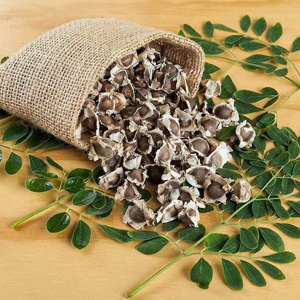 Moringa seeds spilling out of a burlap bag onto a wooden surface with green leaves. Murungai Vidhai Powder 100g - BKH Organics