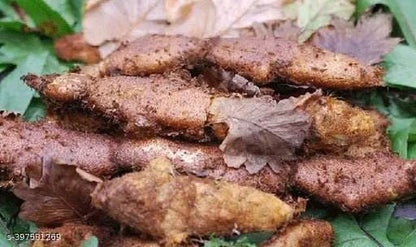 Close-up of Oakleaf Basket Fern Root, brown root vegetables on a blue background BKH Organics - Mudavatukal Kizhangu